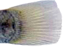 A_ fasciatus_claves.jpg